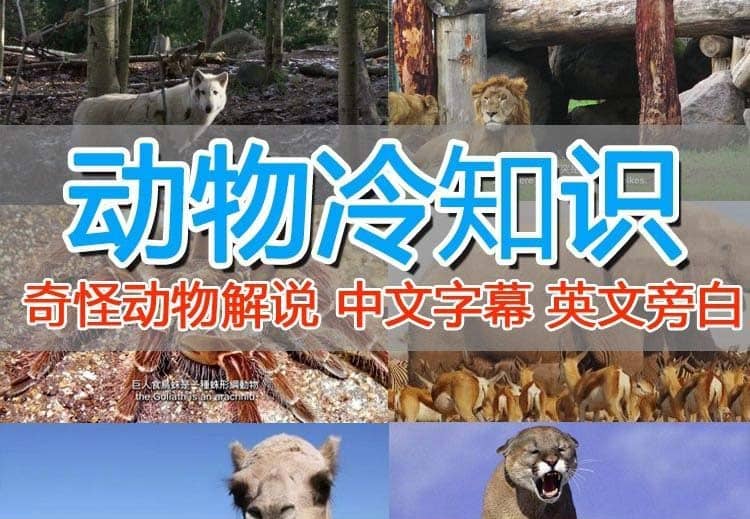 外面卖1699的国外纪录片解说（动物解说、美食、动画片）稳过中视频泓锦前程-网创项目资源站-副业项目-创业项目-搞钱项目泓锦前程